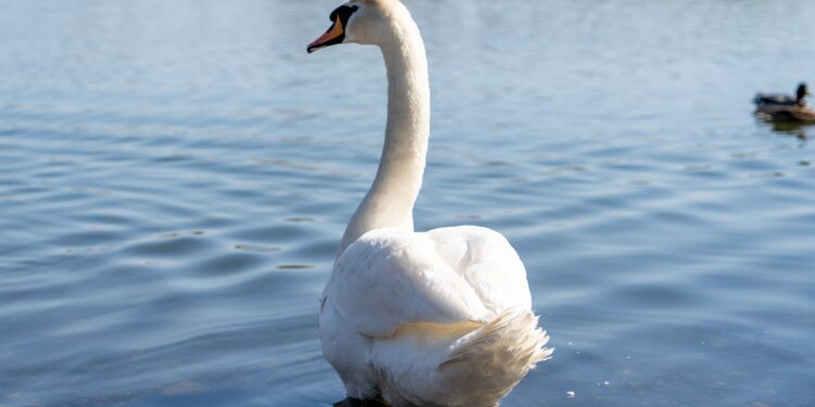 Miejski Dzień Ziemi w Chorzowie. Chorzowianie zadbali o czystość Żabich Dołów