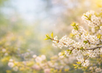 Jaka pogoda na Wielkanoc w Chorzowie? Prognozy są naprawdę optymistyczne