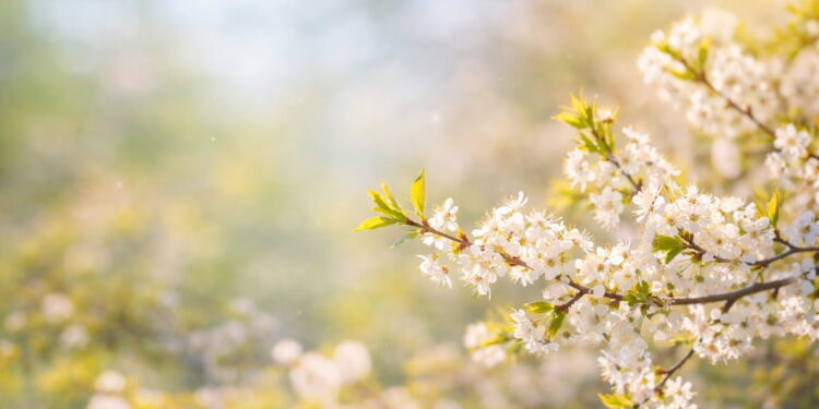Jaka pogoda na Wielkanoc w Chorzowie? Prognozy są naprawdę optymistyczne